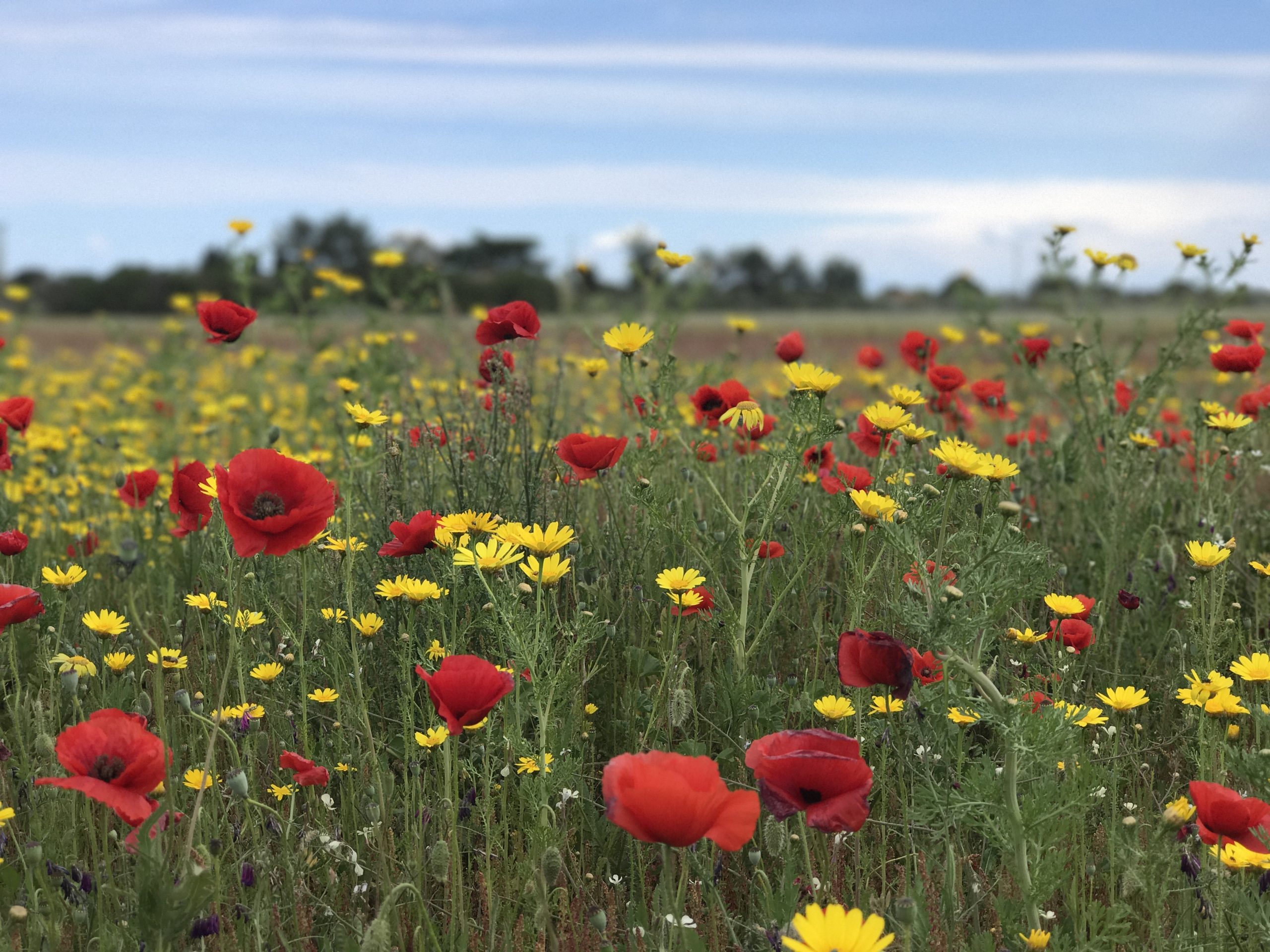 yellow and red wildflowers