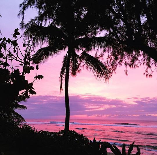 Palm tree on a beach at sunset