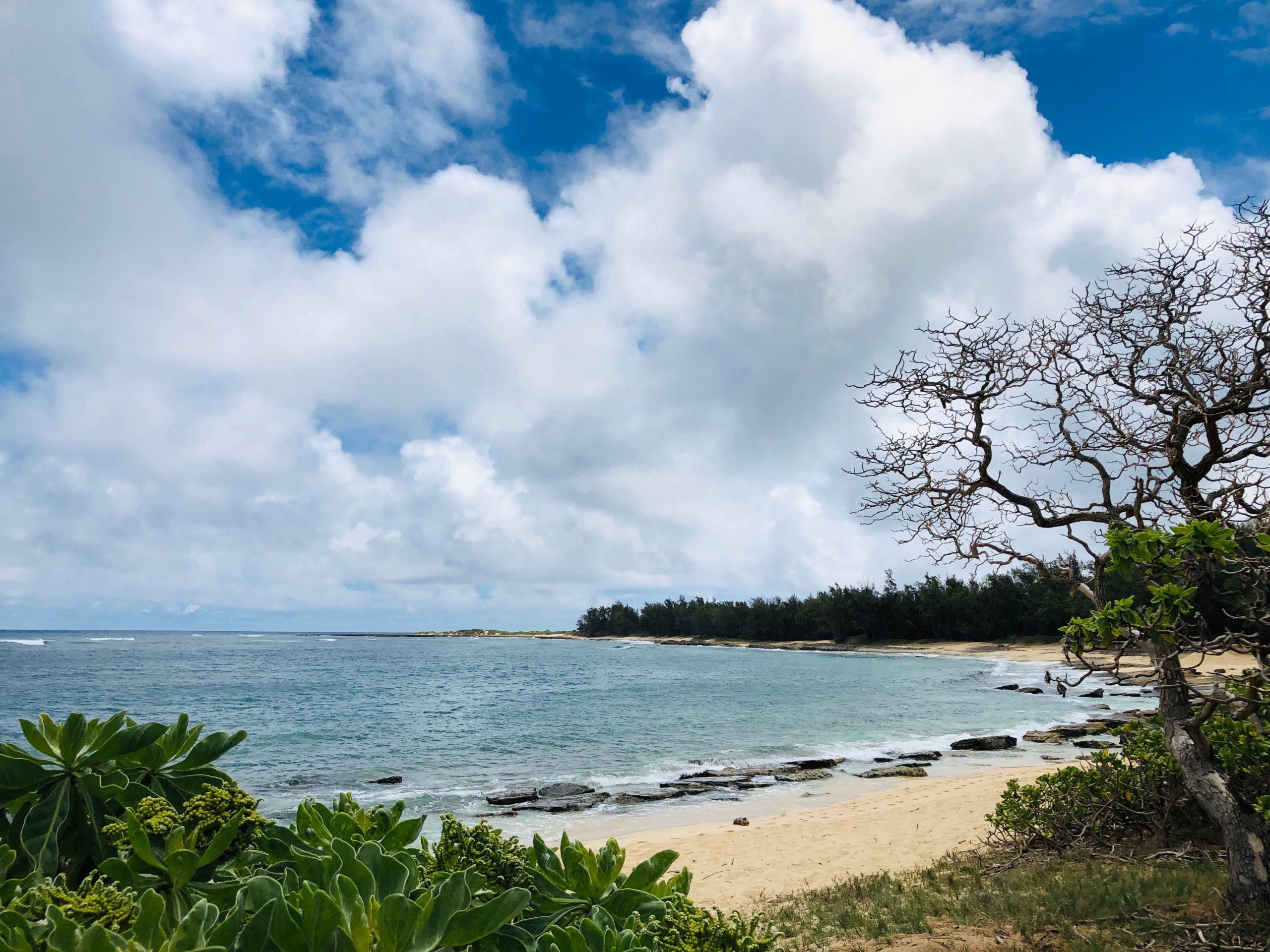 A scenic beach with clear water and a rocky shoreline lies beneath a partly cloudy sky. Lush greenery thrives nearby, while a leafless tree stands in the foreground, reminiscent of the tranquility found in supported living housing.